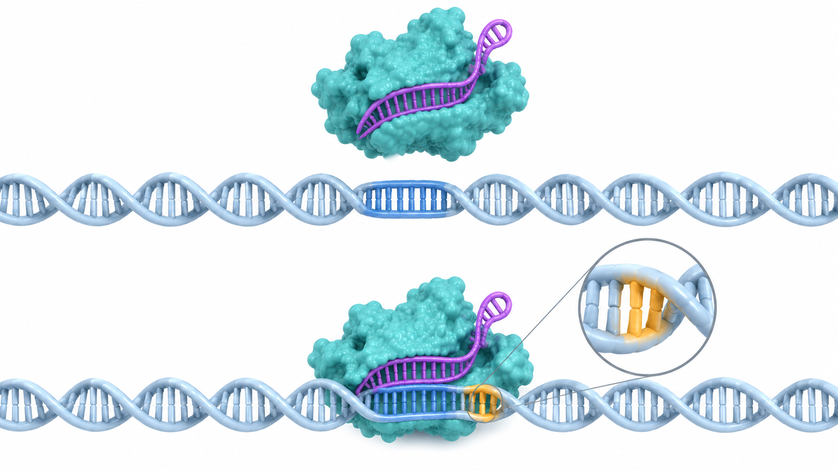上段ではCas9とガイドRNAがDNAの上に浮き、隣接するPAMがないため標的として認識されない。下段では黄色いPAMがあるDNAにCas9とガイドRNAが結合し、拡大図がPAMを示す