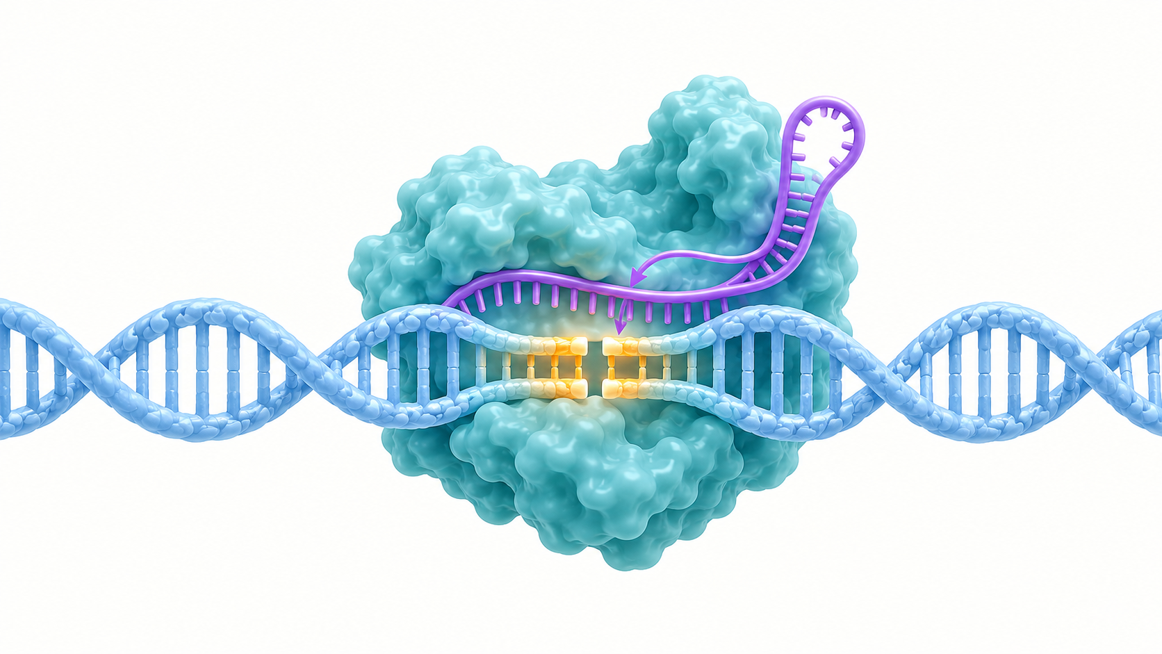 青緑のCas9が紫色のガイドRNAを伴ってDNAの黄色い標的部位に結合し、その一か所に二本鎖の切れ目を入れる概念図