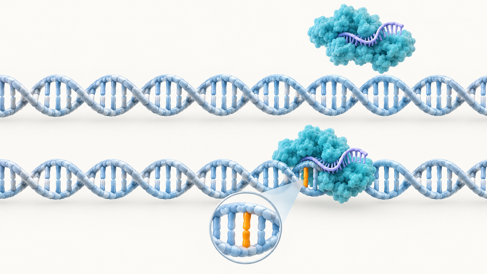 上段は参照ゲノムのDNAでCas9は結合していない。下段は一塩基の違いを黄で示したDNAで、Cas9が結合しうる場所を模式的に描く。拡大部分が異なる一塩基を示す