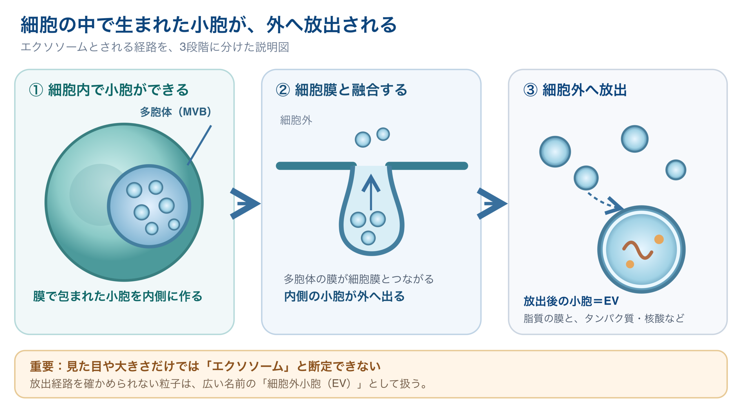 細胞内の多胞体に小胞ができ、細胞膜との融合を経て細胞外へ放出される流れと、見た目だけではエクソソームと断定できないという注意を示す図